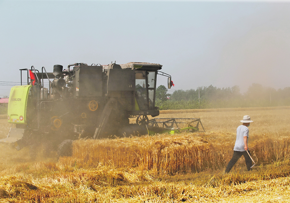 The U.S. Department of Agriculture estimates China produced a record 136.9 million tonnes of wheat this year, but there was above-average rainfall in key production areas during the last few months of the growing season. | Reuters/Tingshu Wang photo