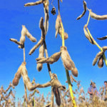 Last year’s La Nina contributed to a cascading series of problems that delayed soybean seeding in Brazil and slashed the country’s second corn crop. A repeat of bad weather this year could support corn and soybean values during the North American winter and spring, which should also help keep wheat and canola prices elevated. | Reuters/Jose Roberto Gomes photo