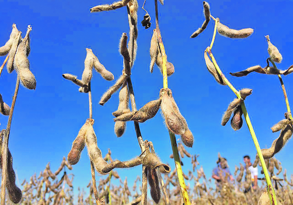Last year’s La Nina contributed to a cascading series of problems that delayed soybean seeding in Brazil and slashed the country’s second corn crop. A repeat of bad weather this year could support corn and soybean values during the North American winter and spring, which should also help keep wheat and canola prices elevated. | Reuters/Jose Roberto Gomes photo