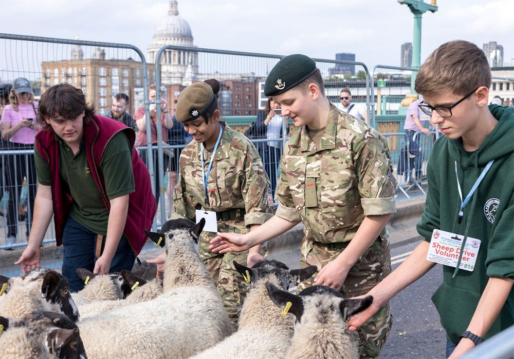The event is meant to pay tribute to shep- herds’ historic right to drive their animals across London Bridge into the City of London to sell them at market. | Twitter/@PixiedustJtT/Belinda Jiao photo