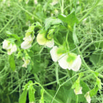 A recent report from Protein Industries Canada highlights the country’s strengths in the plant-based food and ingredient sector, including a large land base, sustainable production practices and processing systems, and a reputation for providing safe, high-quality food. | File photo