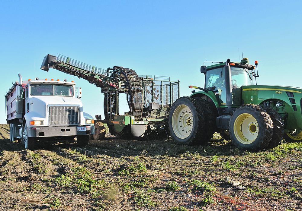 A converted potato harvester picks sugar beets at the Tokariuk farm outside Lethbridge during the Alberta Sugar Beet Growers’ recent open house. | Alex McCuaig photo