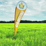 Camelina, a relative of mustard and canola, yields an oil with a profile similar to that of flax. | Carlene Sarvas photo