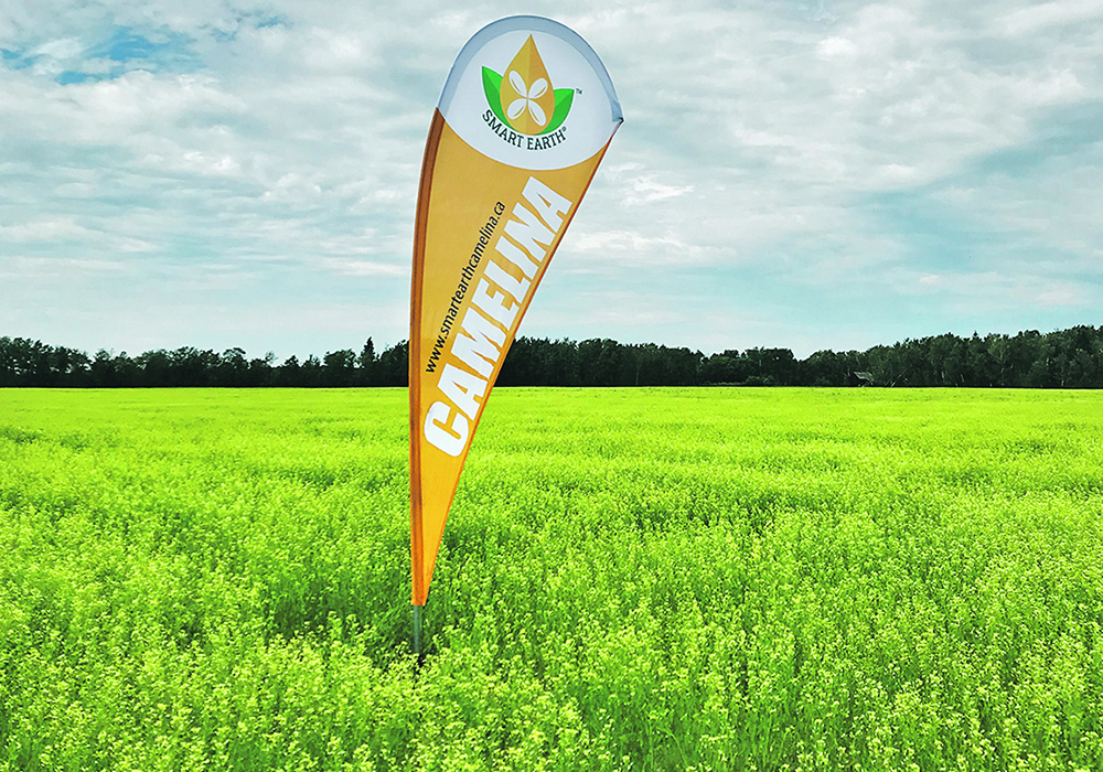 Camelina, a relative of mustard and canola, yields an oil with a profile similar to that of flax. | Carlene Sarvas photo
