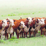 First calvers may have poor breed-back due to dystocia with their first calf, long recovery from calving or are slow to start cycling again due to inadequate nutrition while lactating and still growing. | Bill King photo