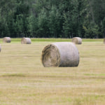 Most experts suggest sampling at least 20 bales from different parts of the field rather than just the bales that are readily accessible. | Randy Vanderveen photo