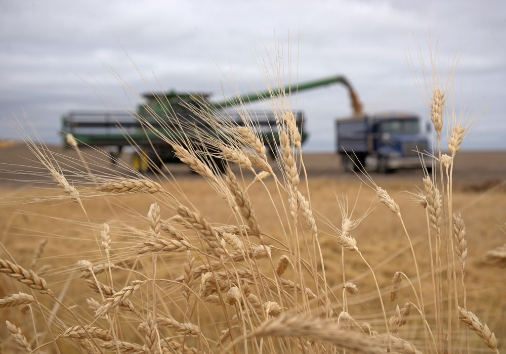 American producers harvested 1.01 million tonnes of durum this year, a 46 percent drop from last year. | File photo