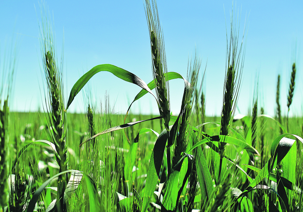 The pricing information is published in the Argus AgriMarkets report, which is a paid subscription that also offers pricing information on Black Sea wheat and corn, Brazilian corn and soybeans and a few other commodities. | File photo