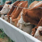 The USDA's monthly cattle on feed report, released after the market close on Friday, showed September cattle placements at 97 percent year-over-year, beneath trade estimates of 101.4 percent. | File pohoto