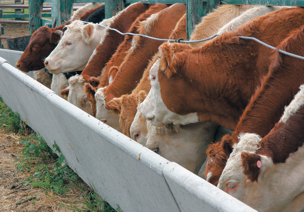 The USDA's monthly cattle on feed report, released after the market close on Friday, showed September cattle placements at 97 percent year-over-year, beneath trade estimates of 101.4 percent. | File pohoto