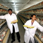 Wheat use in poultry feed in central China has fallen by as much as 40 percent from earlier in the year. | Reuters photo