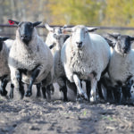 Researchers in Oregon found that allowing sheep to graze around solar panels removed the need for the use of herbicides and related labour costs. | Robyn Wheat photo