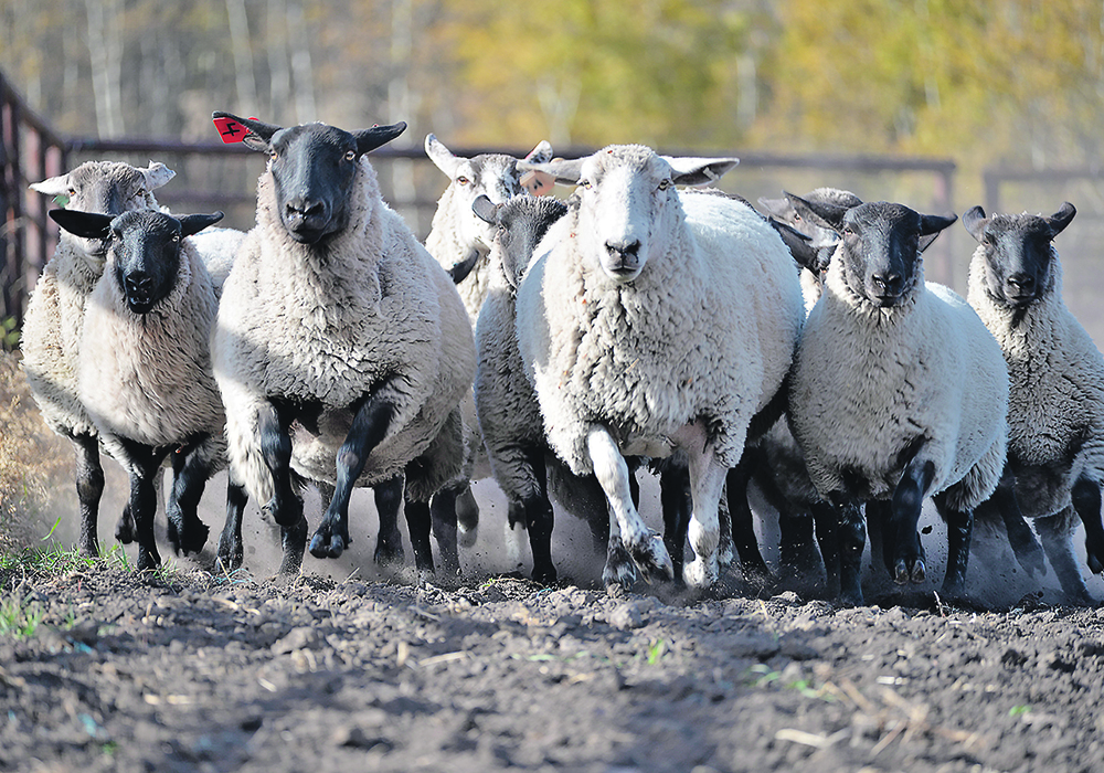 Researchers in Oregon found that allowing sheep to graze around solar panels removed the need for the use of herbicides and related labour costs. | Robyn Wheat photo