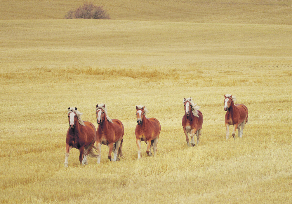 One-third of horses that develop clinical signs of West Nile virus will die or are euthanized. Animals that survive the infection may never return to normal. | Robyn Wheat photo