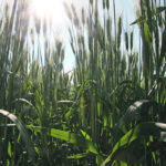 American producers harvested 1.01 million tonnes of durum this year, a 46 percent drop from last year. | File photo