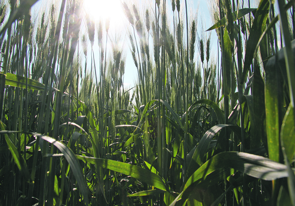 American producers harvested 1.01 million tonnes of durum this year, a 46 percent drop from last year. | File photo