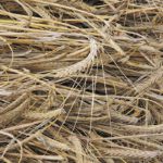 Competition from other crops, such as canola, is expected to keep barley acres stable next year, despite "extremely tight" stocks. | File photo