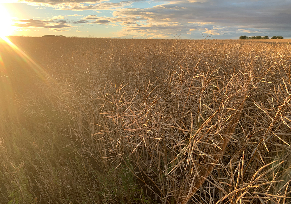 Remember that crop insurance is production insurance and not revenue insurance. | File photo