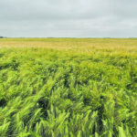 Yields are an obvious priority for crop breeders, but Kevin Murphy of Washington State University said nutrition can often be overlooked. | Brian Cross photo
