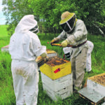The dean of the Western College of Veterinary Medicine says veterinarians have an important role to play in maintaining and improving the health and diagnosis of honeybees and other pollinators. | Photo courtesy of WCVM