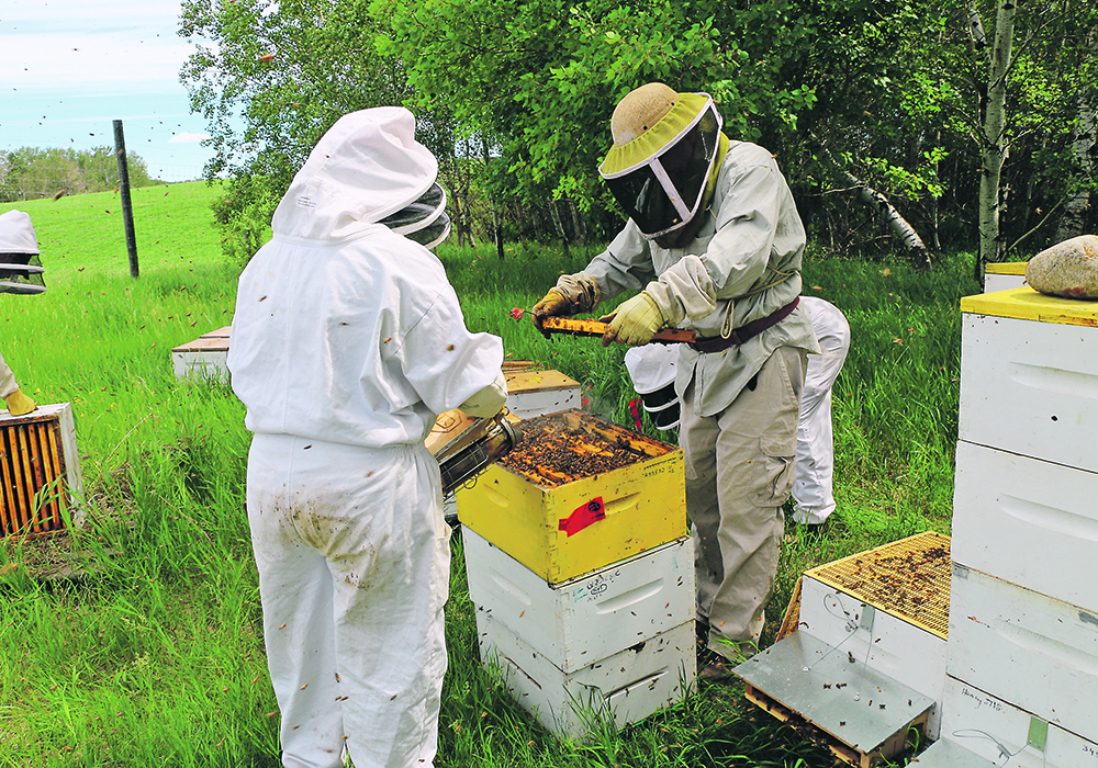 The dean of the Western College of Veterinary Medicine says veterinarians have an important role to play in maintaining and improving the health and diagnosis of honeybees and other pollinators. | Photo courtesy of WCVM