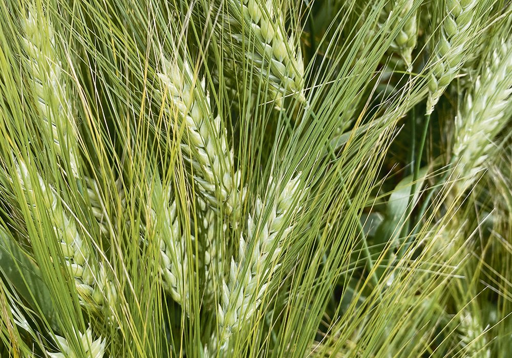 During a virtual town hall consultation on Oct. 21, concerns focused on the smaller barley growers being squeezed out by their larger wheat farmer cousins. | File photo
