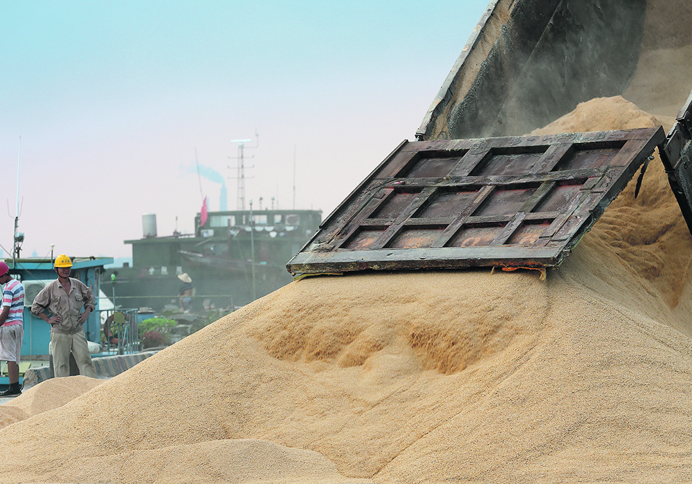 China is by far the world's top buyer of soybeans, bringing in around 100 million tonnes a year to turn into protein-rich feed for its huge livestock sector. A portion of those beans could one day by replaced by synthetically made protein, however.  |  Reuters photo
