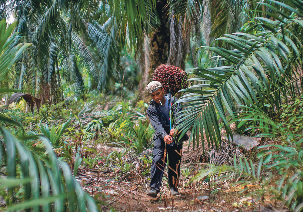 Palm Oil Production Expected To Rebound In 2022 The Western Producer   Reuters Palm Oil 