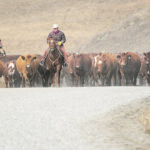 Leslie Meadows, left, Hugh Kennedy and Geoff Meadows lead the Meadows herd along the road out of Kananaskis Country. | Mike Sturk photo