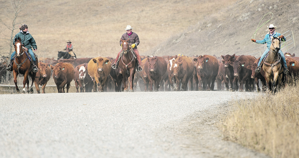 Leslie Meadows, left, Hugh Kennedy and Geoff Meadows lead the Meadows herd along the road out of Kananaskis Country. | Mike Sturk photo