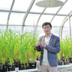 Gang Li of the University of Adelaide said his work has generated considerable interest from Australian breeding companies, which have asked for gene-edited barley varieties for further tests. | University of Adelaide, Australia photo