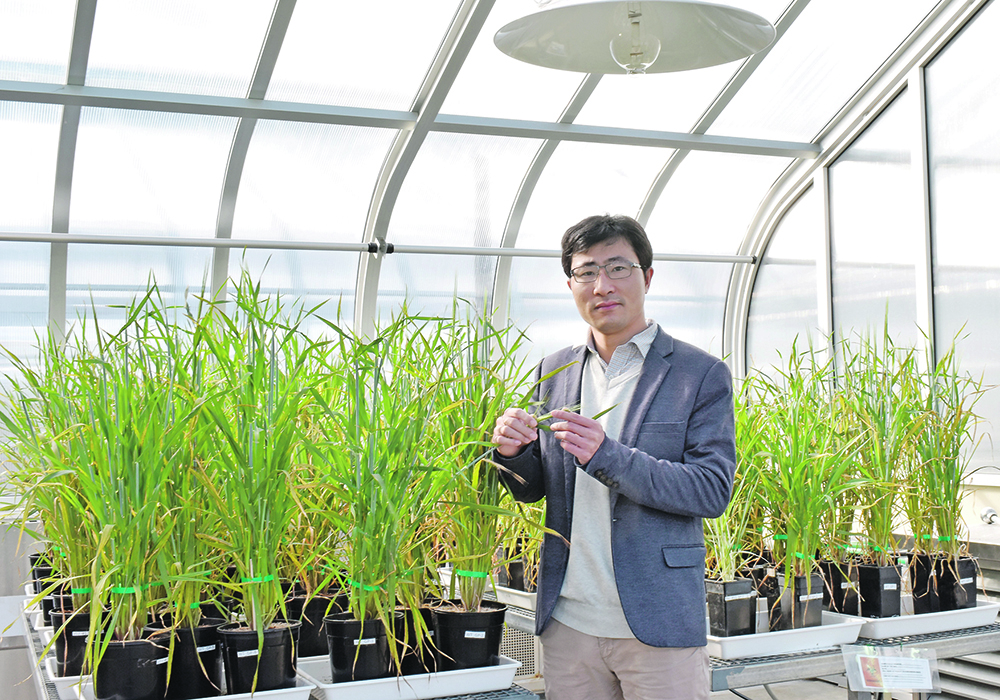 Gang Li of the University of Adelaide said his work has generated considerable interest from Australian breeding companies, which have asked for gene-edited barley varieties for further tests. | University of Adelaide, Australia photo