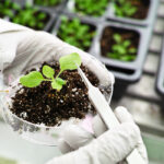 This group of hormones controls shoot branching, leaf growth, and senescence and helps plant roots form relationships with micro-organisms and fungi to absorb soil nutrients. | Getty Images
