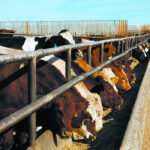 Jason Wood, Alberta’s livestock market analyst, said there has been no growth in the Canadian beef cow herd in the past several years and American cattle naturally fill the void. | File photo
