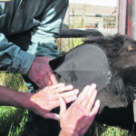 A glue-on patch is placed over the infected eye of a calf with pinkeye to protect it from further irritation while it heals. | Heather Smith Thomas photo