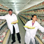 Wheat use in poultry feed in central China has fallen by as much as 40 percent from earlier in the year. | Reuters photo