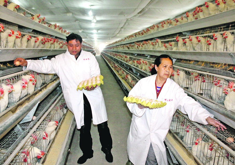 Wheat use in poultry feed in central China has fallen by as much as 40 percent from earlier in the year. | Reuters photo