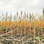 Drought across the eastern Prairies and Plains is lessening. | Michael Robin photo