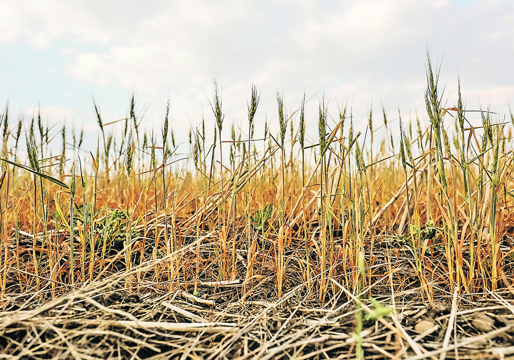 Drought across the eastern Prairies and Plains is lessening. | Michael Robin photo