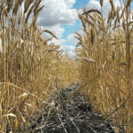 The recent spring wheat price rally has been linked to an increasing market awareness of the short supply of high protein hard red spring wheat. | Mchael Robin photo