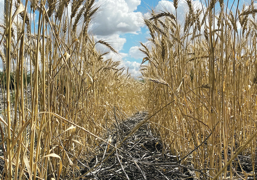 The recent spring wheat price rally has been linked to an increasing market awareness of the short supply of high protein hard red spring wheat. | Mchael Robin photo