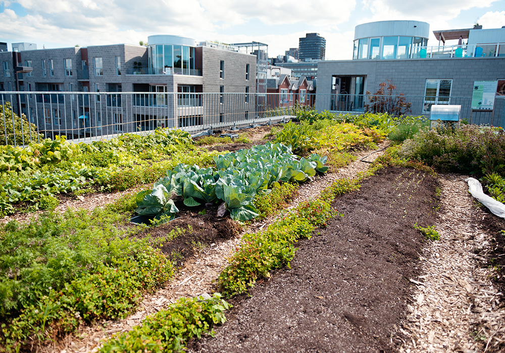 Growing food in cities has become much more sophisticated. | Getty Images