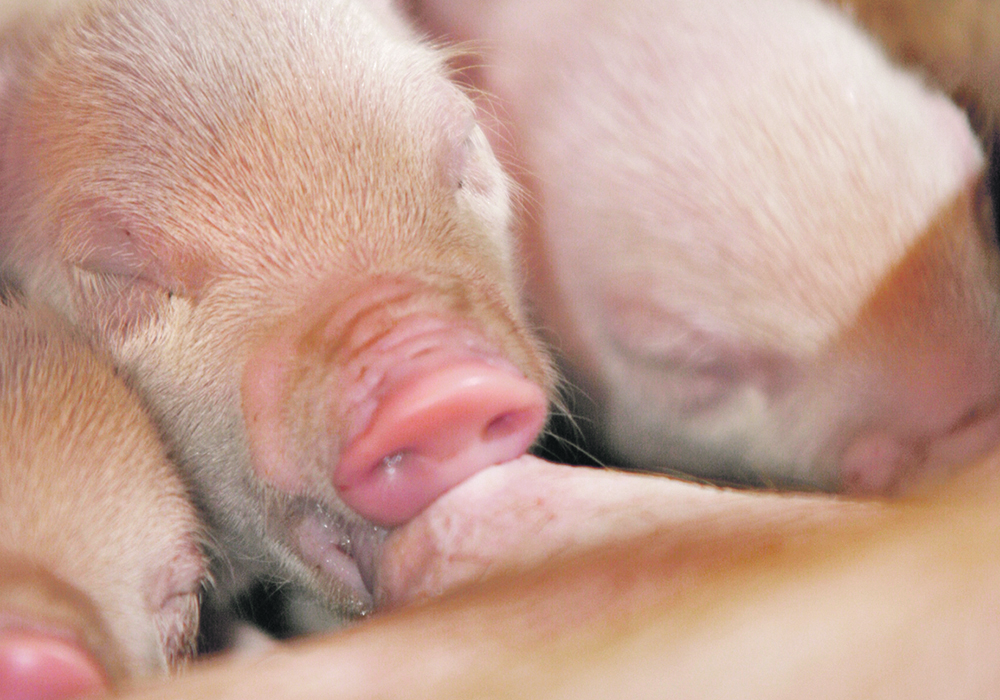 The Manitoba Pork Council has introduced a strategic plan that it hopes will increase investment in the industry. | File photo
