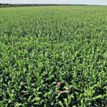 Brazil’s corn crop is expected to go in the ground on time this year, prompting analysts to forecast 118 million tonnes of production, a 37 percent increase over last year. | Reuters/Ueslei Marcelino photo