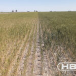 A total of 225 producers planted a drought-tolerant wheat developed by Bioceres Crop Solutions on 135,850 acres of land earlier this summer.
Growers are expected to harvest about 200,000 tonnes of the HB4 wheat this growing season.
| Twitter/@BioceresCropS photo