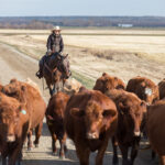 This year’s fall run will see more cows heading to market than usual due to the drought. | Getty Images