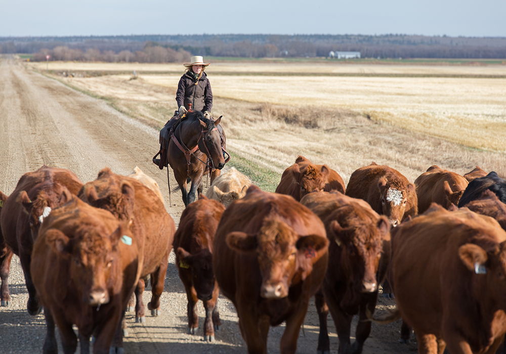 This year’s fall run will see more cows heading to market than usual due to the drought. | Getty Images 
