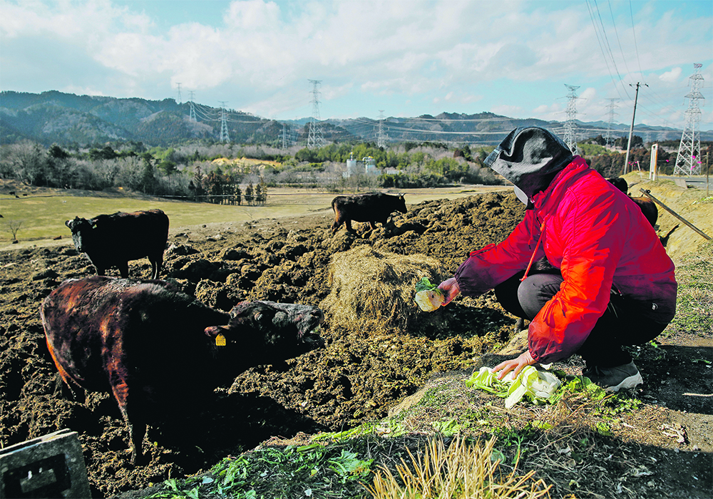 Hisae Unuma feeds vegetables to a steer at the Ranch of Hope, a cattle farm owned by Masami Yoshizawa, a Fukushima area producer who defied an order to cull his livestock in 
protest against the government and Tokyo Electric Power after the nuclear plant’s failure. | Reuters/Kim Kyung-Hoon photo