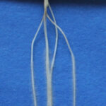 A variation in the angle of root growth can affect the way roots anchor to, and explore, different soil layers to capture nutrients and water. This could open up opportunities for breeding more drought-resistant varieties. | Phys.org/Gwendolyn Kirschner photo