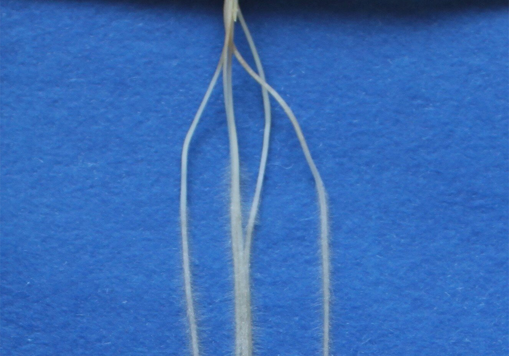 A variation in the angle of root growth can affect the way roots anchor to, and explore, different soil layers to capture nutrients and water. This could open up opportunities for breeding more drought-resistant varieties. | Phys.org/Gwendolyn Kirschner photo